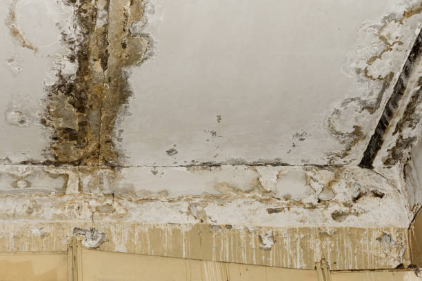 Trusted Macungie, PA Mold Remediation Experts