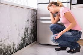 Why You Should Choose Our Mold Remediation Services in Macungie, PA